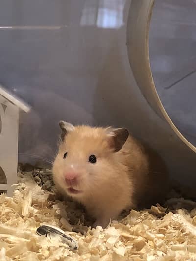 Syrian Hamster Family + 3 Babies + Acrylic Cage