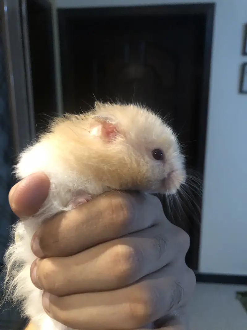 Syrian Hamster Family + 3 Babies + Acrylic Cage — photo 2