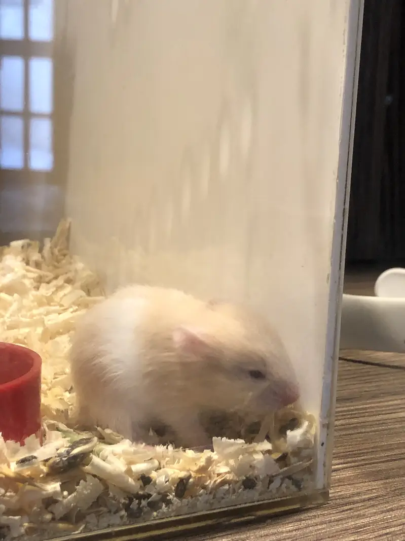 Syrian Hamster Family + 3 Babies + Acrylic Cage — photo 3