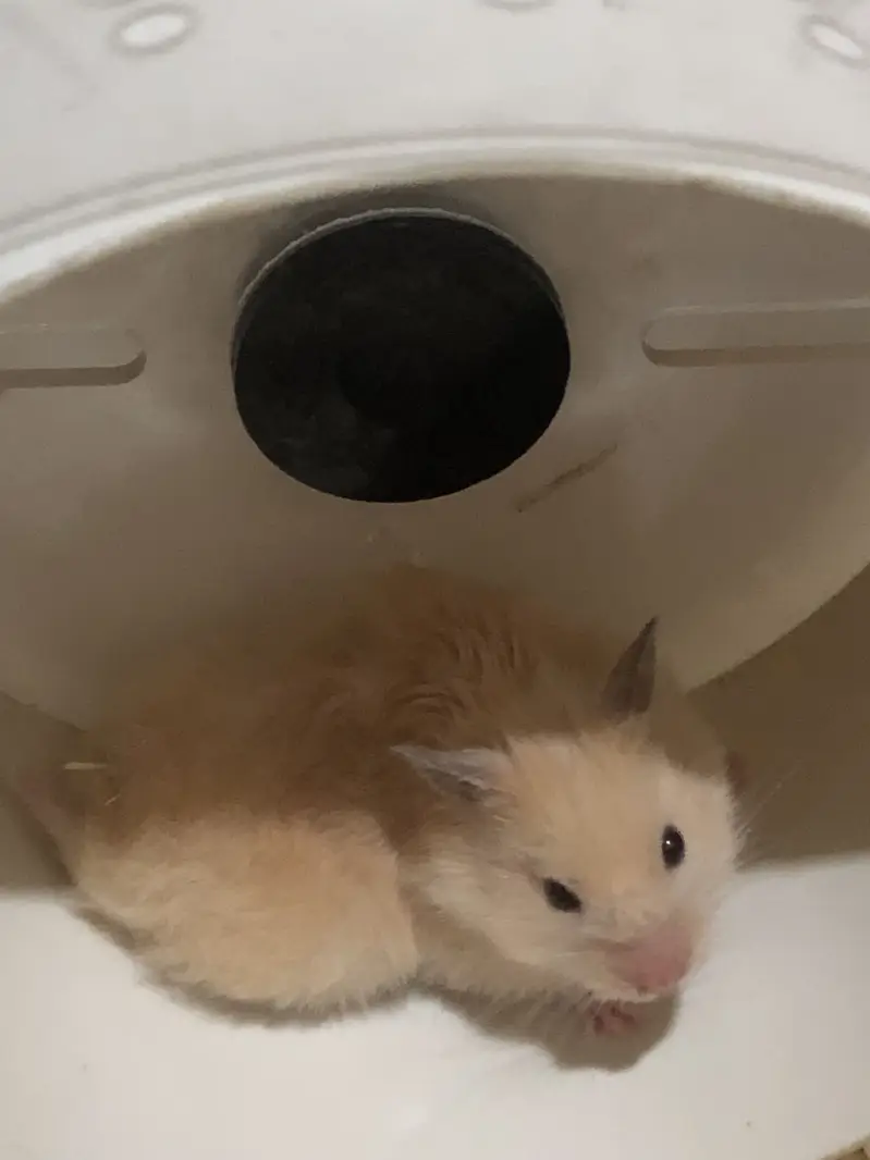 Syrian Hamster Family + 3 Babies + Acrylic Cage — photo 4