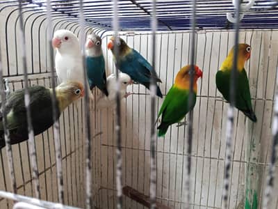 Lovebird albino fisher all birds healthy and active