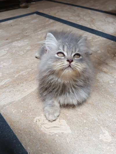 TRIPLE COATED MALE KITTEN'S