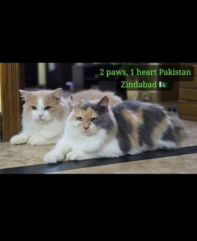 Persian pair cats