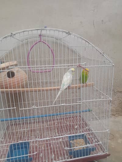 biridar pair &cage selle 03162637031