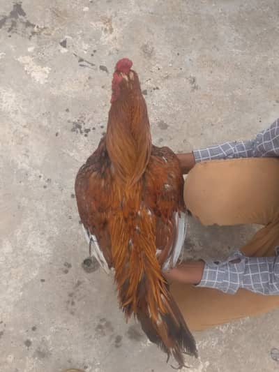 Aseel murga good nasal Ka ha price Kam hojaigi