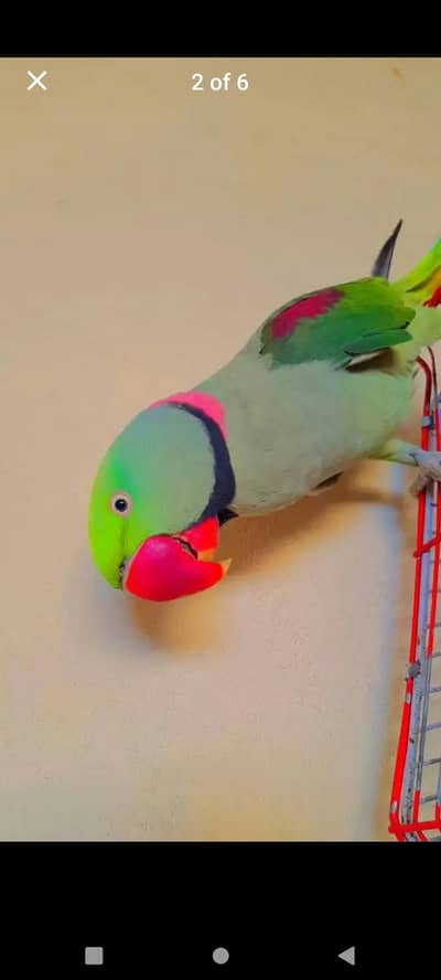 Kashmir Raw Parrot handtam fully