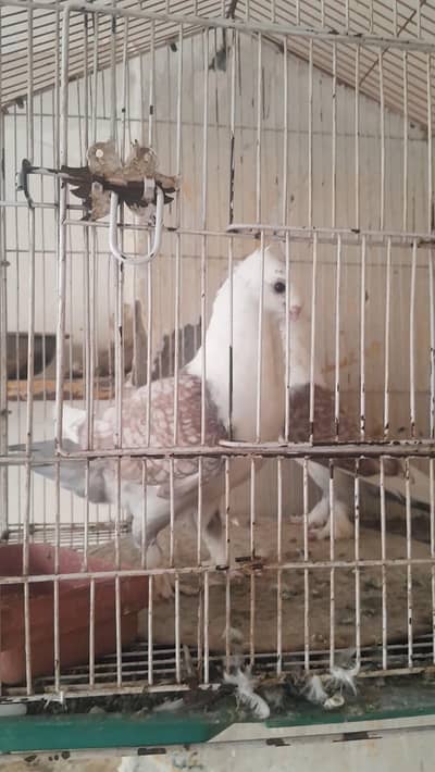 Sentient Breeder pair For Sale WhatsApp 03299394094