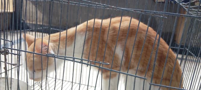 felis name cat cute pet
