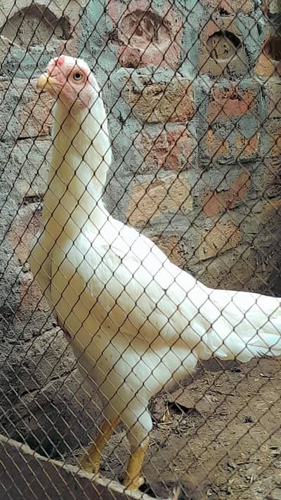 Turkish hint heera Aseel madi long height egg lying