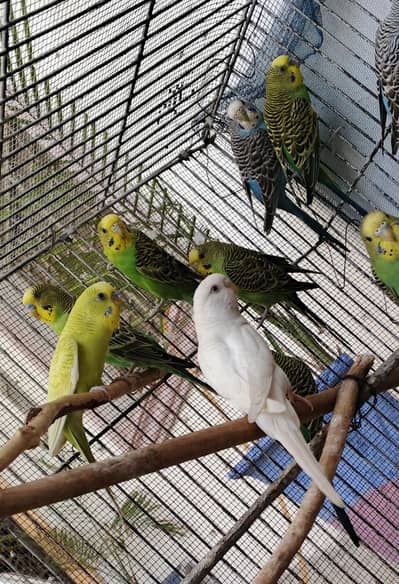 Budgies parrot Lahore