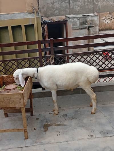 Dumba for Sale