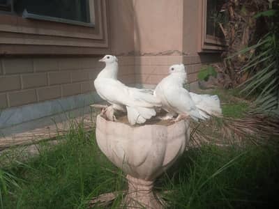 Healthy Active Pure White lucky Pegion for urgent sale