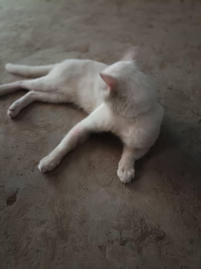 white cat