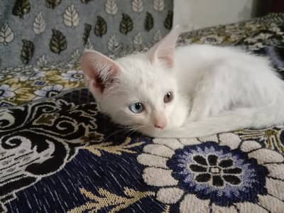 blue and black eye Persian kitten