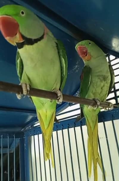 junbo size raw parrot
