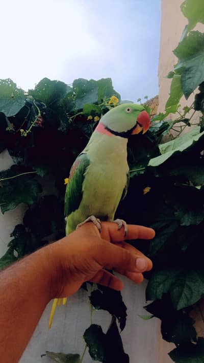 kashmiri parrot/raw parrot hand time