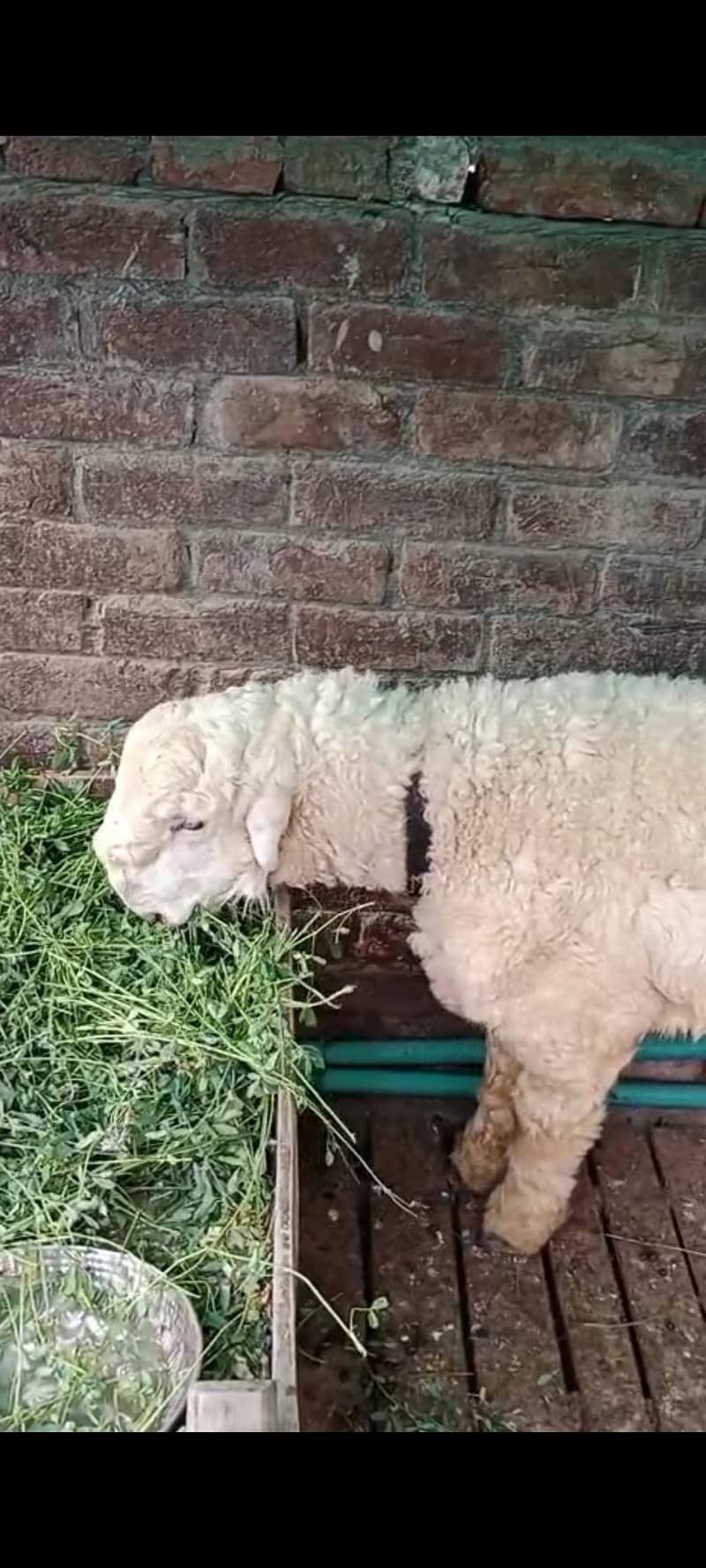 Goats 1