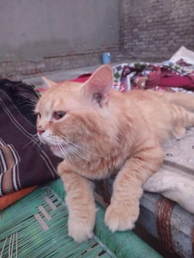 Ginger male kitten