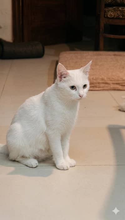 Persian single coated white Cat for sale