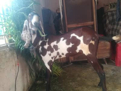 bakra for sale