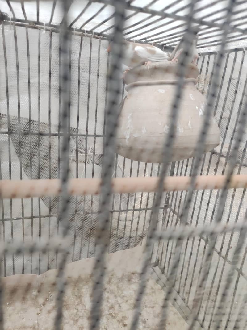 finches 0