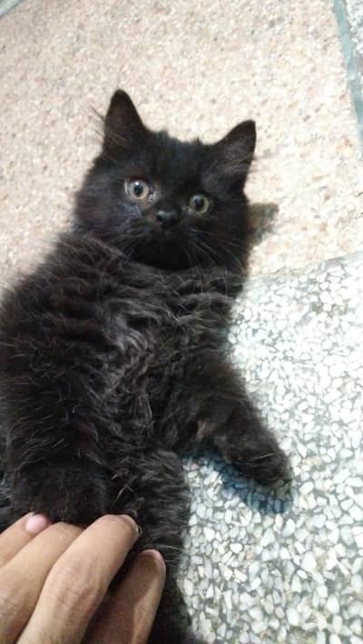 beautiful persion cat phone number 03147670258
