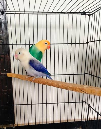 Confirm Breeder pair lovebirds with 3 chicks