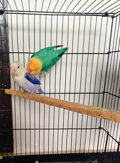 Confirm Breeder pair lovebirds with 2 chicks