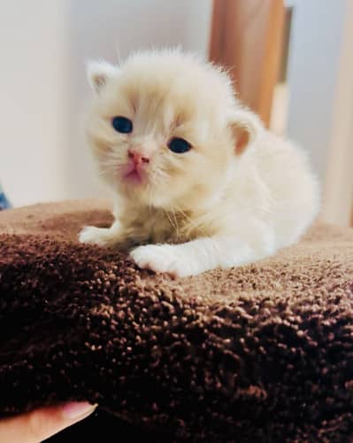 TOP CLASS PERSIAN KITTENS