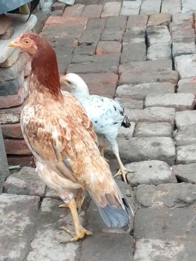 aseel hen