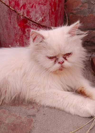persian cat for sale.