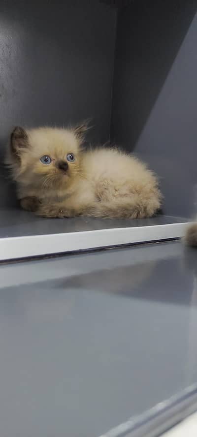 ragdoll himalayan kittens