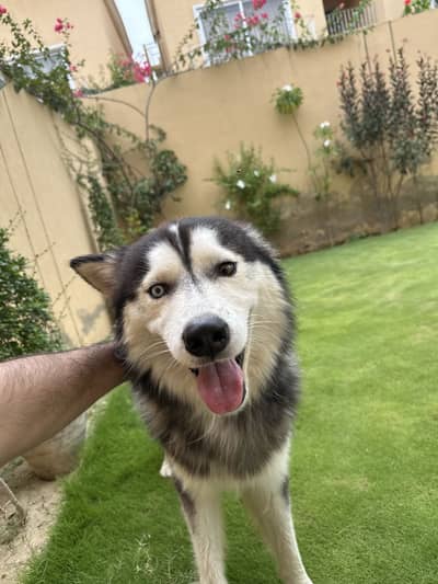 Changed eyes husky
