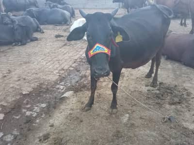 cow for sale
