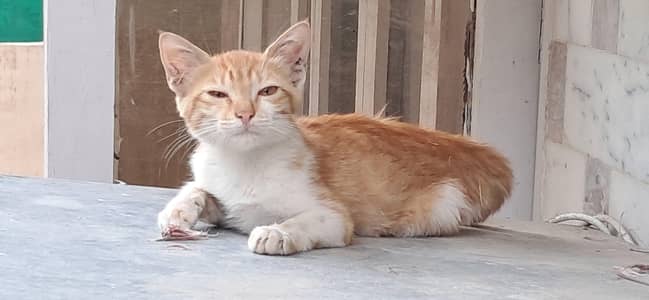 Domestic Shorthair with an orange and white tabby coat pattern