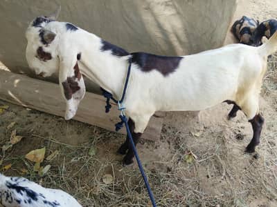 Bakra for Sale