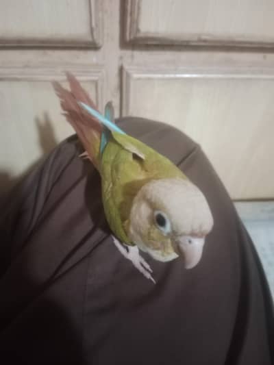 Green Cinnamon Conure Female Full Tame Zero Bite Fly Tame Cocktail