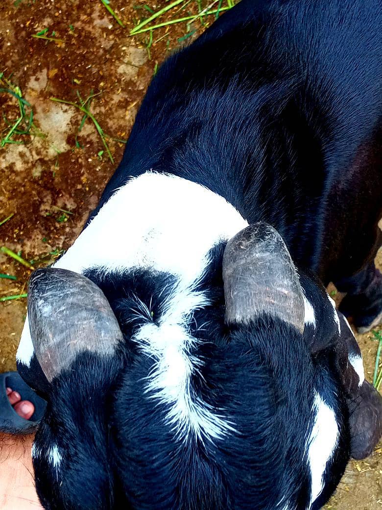 beetal breeder 1