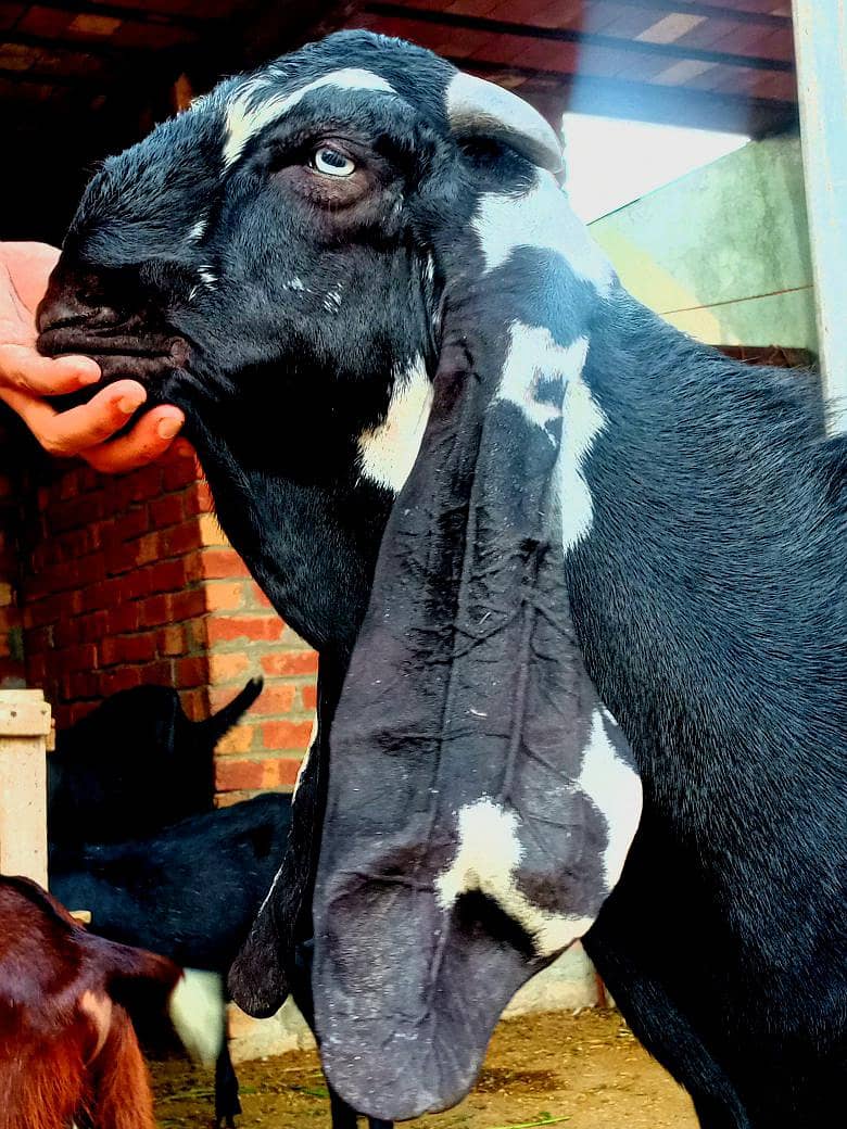 beetal breeder 2