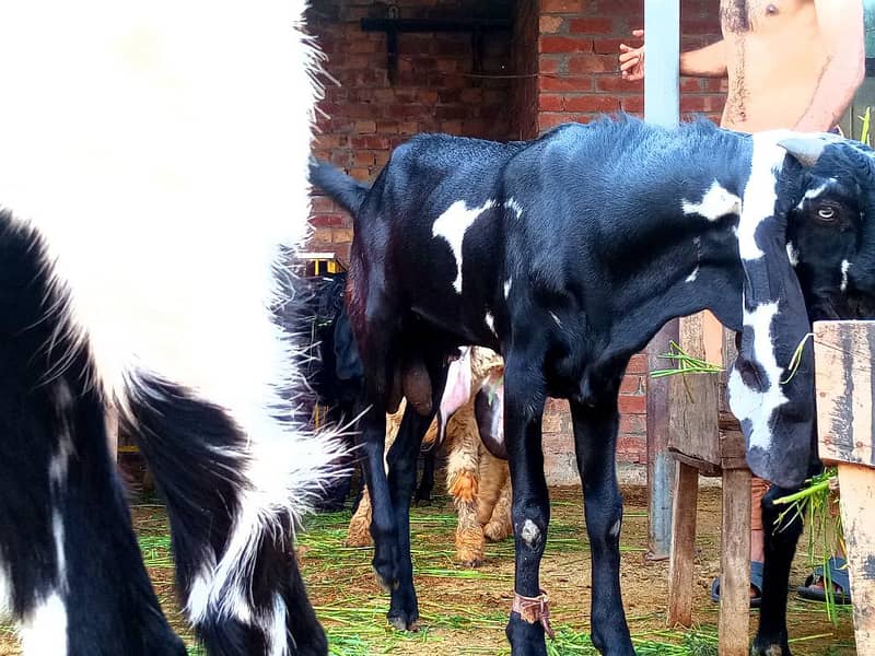 beetal breeder 3