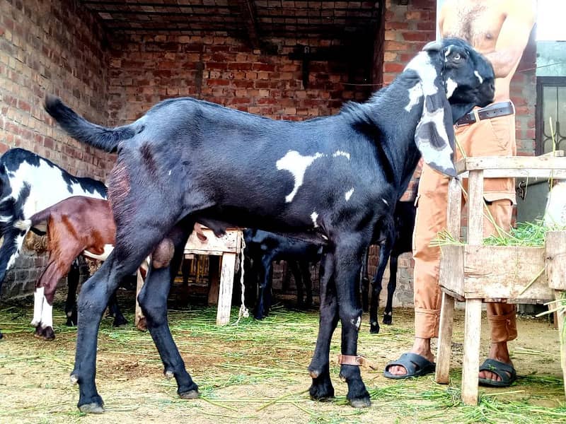 beetal breeder 4