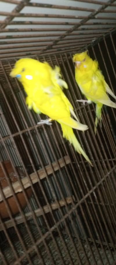 Hogoromo pair for sale
