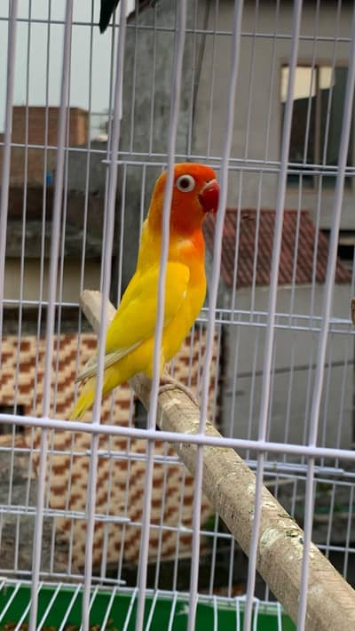 Red  eyes love bird breeder pair