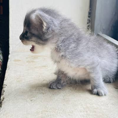 Persian kittens / Cats gray . Black