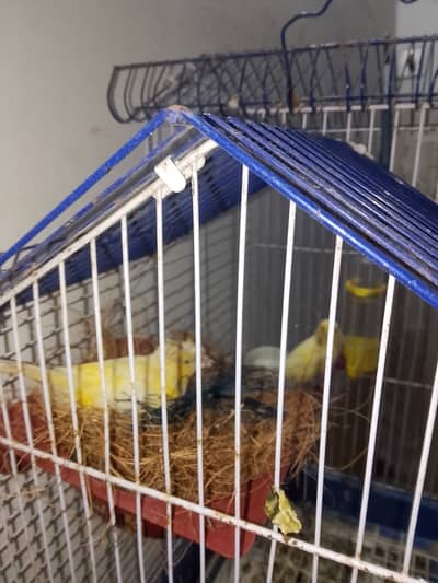 Canary female