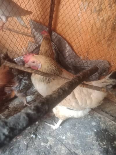 3 murgya Golden misri anda vali