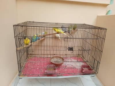 Budgies