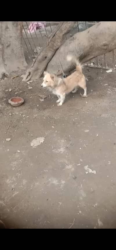 bohat acha dog ha