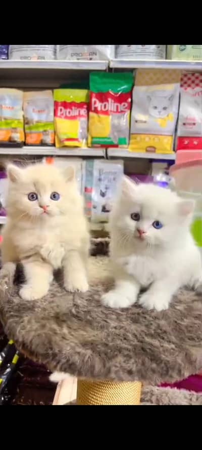 Quality Persian Punch Face cat &kittens 03476305771 WhatsApp