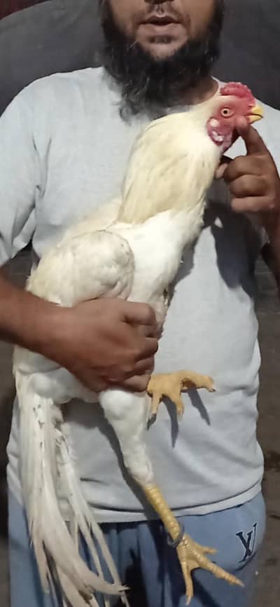 WHITE HEERA INDIAN PARROT BEAK LONG TAIL
